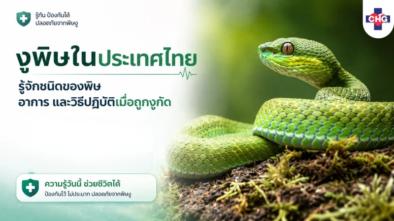 งูพิษในประเทศไทย รู้จักชนิดของพิษ อาการ และวิธีปฏิบัติเมื่อถูกงูกัด